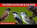 Download Lagu masteran viral 2025 | cucak kucing-jinjing petulak-bajing kekes-gereja tarung