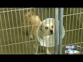 Plans for new SLO County animal shelter move forward with changes