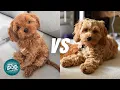 Cavapoo vs Cockapoo - Poodle Mix Breeds Comparison