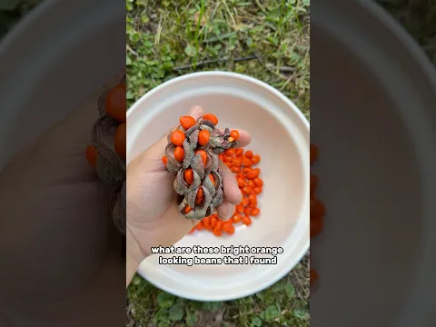 What kind of beans are these?