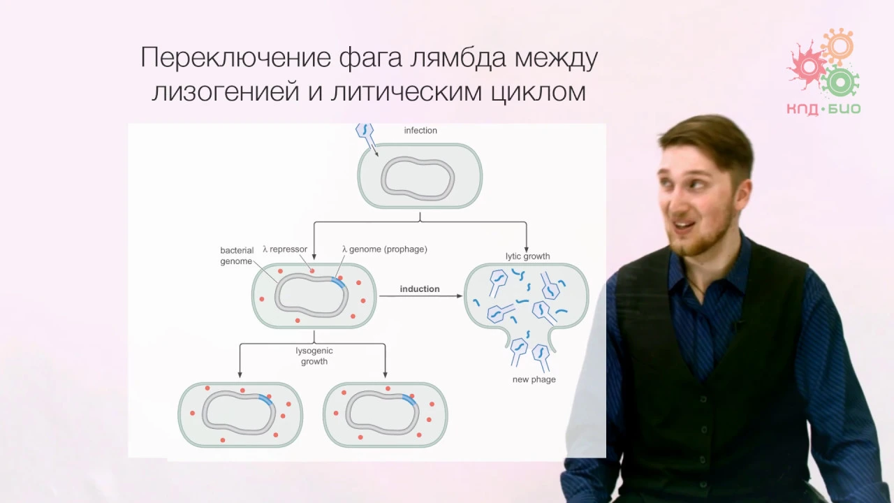 Регуляция работы генов. Регуляция транскрипции у прокариот. Часть 2