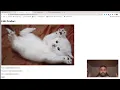 Hacker101 Petshop Pro CTF Solution Flag 0 Flag 1 All Flags Hackerone Turbo Intruder