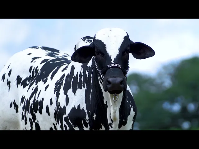 Garrote Nelore MLR - 355