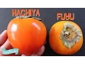 Lagu How to Prepare Persimmons