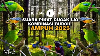 suara pikat burung cucak ijo dan kombinasi burung kecil suarapikatburcil suarapikatburung