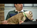 Adopt Holly from the Buffalo Animal Shelter