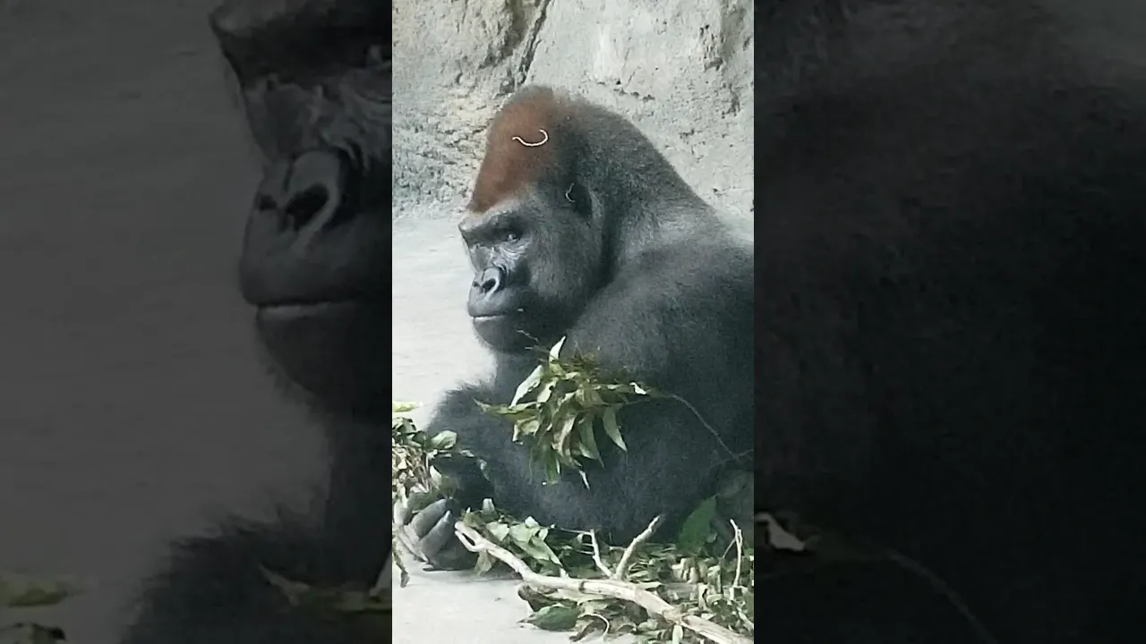 #gorilla sees all.