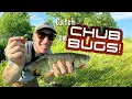 Download Lagu Vang Chub op insecten!