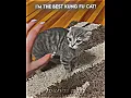 Download Lagu Best kung-fu cat moment... #trollface #edit #troll