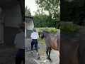 Download Lagu Ons eerste avontuur was MEGA vet!! #equestrianjourney #horseenthusiast #horse #horses #equestrian