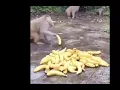 Oh These Are Pretty Cool Bananas #463 but every time a monkey picks up a banana, it plays OTAPCB.