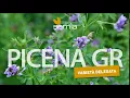 Download Lagu Semia - Varietà Erba Medica