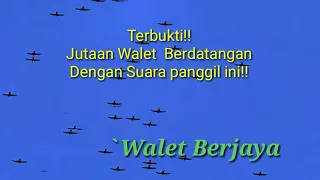 Download Asli jutaan walet yang mendekati. Pasti  kamu belum punya. MP3