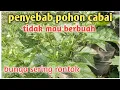 Download Lagu Penyebab pohon cabai tidak berbuah#video#viralvideo