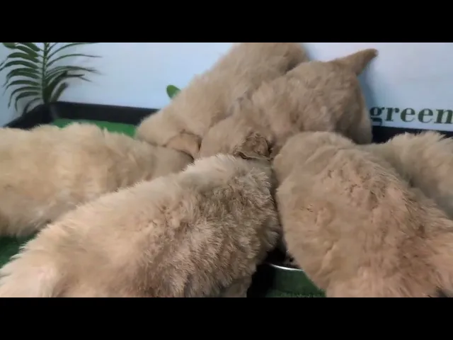 動画