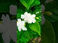 Download Lagu Chandana flower plant#shehrazgardening