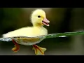 Download Lagu Duck Ringtone
