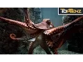 Top 10 TERRIFYING Facts About OCTOPUSES