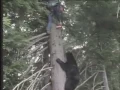 Pepper Spraying a Bear