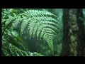 Heavy Rain on Fern Leaves 🌧️ Pure Rainforest Sounds for Deep Sleep & Relaxation (White Noise)
