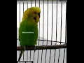 Download Lagu #Shorts ~ BURUNG PARKIT GACOR !! Pancingan Bunyi Parkit / Masteran ~ Murai ~ Kacer / PARAKEET BIRD