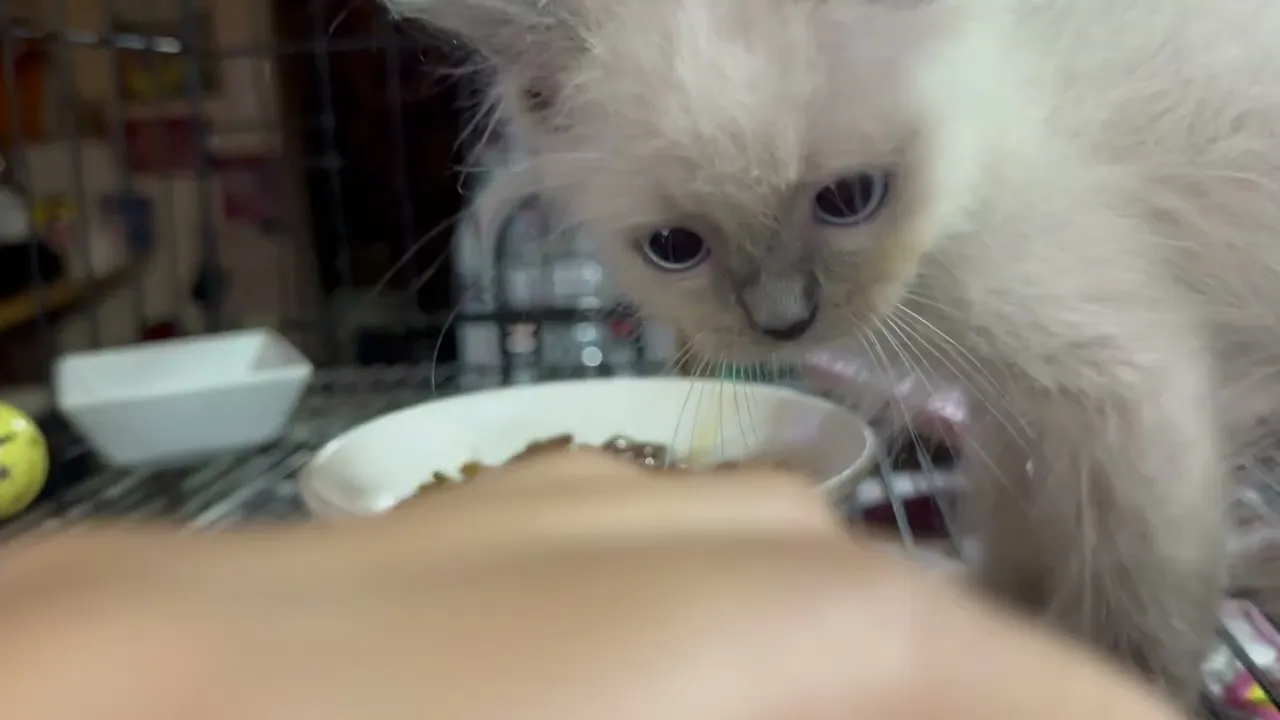 動画