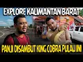 DISAMBUT KING COBRA KETAPANG KALIMANTAN BARAT‼️EXPEDISI KATULISTIWA
