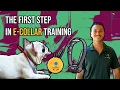 E Collar Training for Beginners