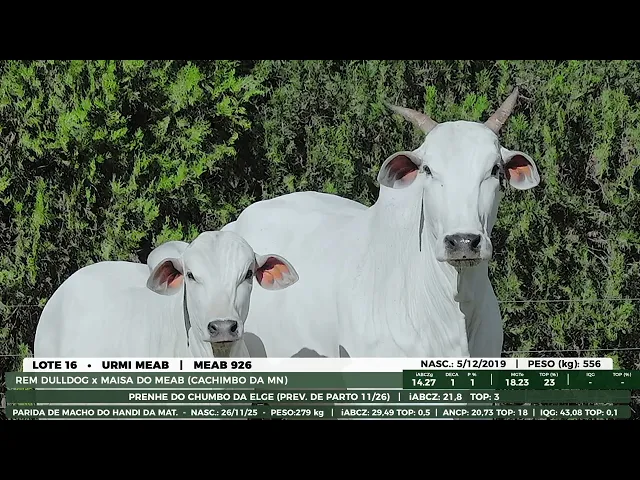 Lote 16
