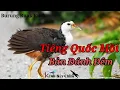 Download Lagu Tiếng Chim Quốc Đánh Đêm Chuẩn - Bản Đánh Lưới Đêm | Kênh Bẫy Chim