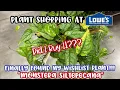 Plant Shopping at Lowe s FINALLY FOUND MY WISHLIST PLANT MONSTERA SILTEPECANA DID I BUY IT