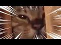 Download Lagu CATTO VS CATTO GONE JOJO GONE MINECRAFT MEME