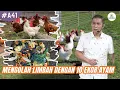 Lagu Mengatasi Permasalahan Limbah dengfan 10 Ekor Ayam #bayudiningrat 