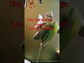 Download Lagu hm :{