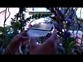 BAKA SAKALI ~ Ben&Ben feat. Ebe Dancel | Kalimba cover by Sheyshey (Tabs on CC) 💛🌻