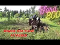 Ford 800 Plowing the garden Gave it a good test out hitch Lift arm issue though