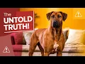 Is The Rhodesian Ridgeback The Perfect Family Dog