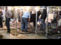American Royal Champions Fitting