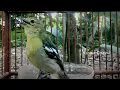 Download Lagu Sirtu Lain Bakal Langsung Nyaut dan Emosi Dengar Suara Burung Cipoh ini
