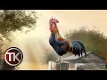Download Lagu 5 AYAM KETAWA TERPANJANG DI DUNIA | VERSI TUKANG KOMPOR