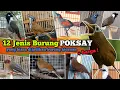 Download Lagu 12 Jenis Burung Poksay ‼️ yang biasa dijadikan burung kicau. Disertai Harga Bahannya