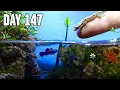 I Built a Tiny Beach Ecosystem with 26 creatures