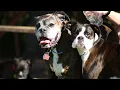 Boxer Dog Breeders How to Find a Reputable Breeder