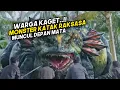 Lagu Monster Katak Raksasa di Temukan Ukurannya Mengejutkan, Beelzebufo Ampinga..!