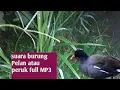 Download Lagu Suara Burung bentiung jengger merah Pelan peruk mandar batu Untuk Pemikat full mp3