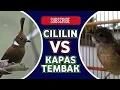 Download Lagu MASTERAN JERNIH KOMBINASI CILILIN DAN KAPAS TEMBAK PLUS GEMERICIK AIR