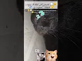 Download Lagu Ternyata hanya dalam mimpi #cat#funny#viral#trending #kursusarabalazharpare #bahasaarabku