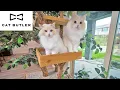 Day in the Life: Building a Cat Brand with My Ragdoll Cats | The Cat Butler