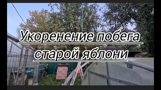 #укоренение побега старой яблони