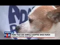More than 500 pets adopted since March at Nashville Humane Association